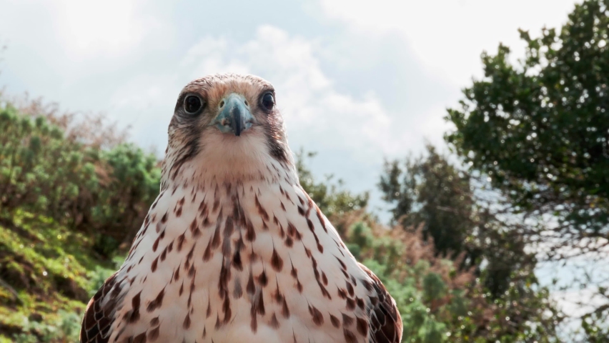 peregrine falcon frontal close up portrait looking into the camera