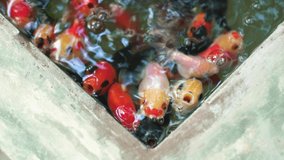A group of colorful goldfish that they are on the water surface