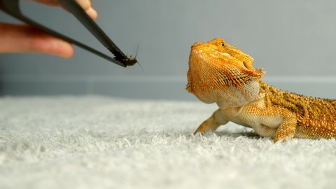 Process of feeding of bearded agama dragon with insect cockroach at home on carpet. The content of the lizard at home. Cute amazing animal from Australia. Exotic domestic animal, pet.