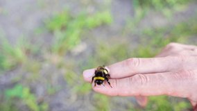 Bee fly on people hand. Allergy insect macro video. Green grass video background. Bumblebee garden action. Beautiful organic fur flight. Ecology life concept. Honeybee worker eating