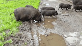 Funny black pig walkin on green grass. Animal family on farm. Nature background. Adult and kid pet portrait. Altai mountain region. Russian Siberia. Drink from puddle. Slow video
