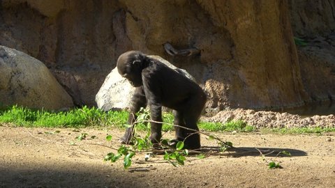 Young female Western Lowland Gorilla juvenile gorilla plays with tree branch at a zoo 