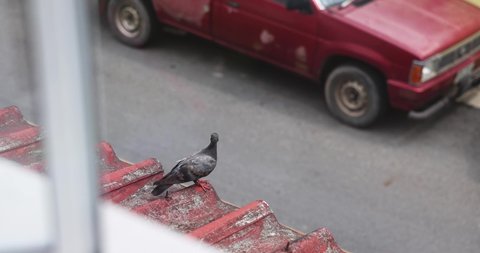 Pigeon perched on a red roof glistening its feathers against a road background and an old red pickup truck. Slow motion. 4k.