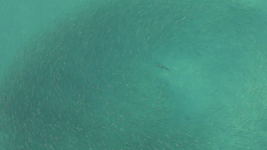 Aerial: Reef Shark hunts under cautious Mullet bait ball in clear sea Royalty-Free Stock Footage #1084944856