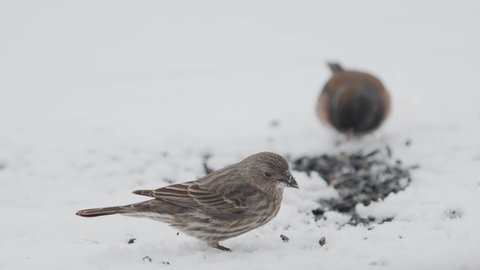 House finch and dark-eyed junco eating sunflower seeds in the snow - focus pull from the finch to the junco