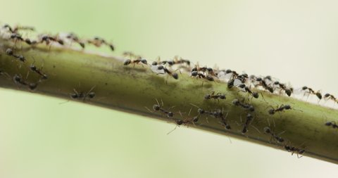 Black Ants Army marching busy carrying eggs and larvae up bamboo to new nest as others stand guard