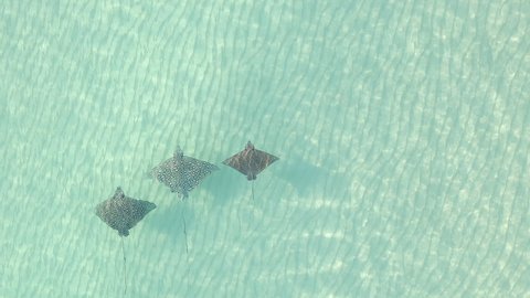 Aerial: Beautiful Spotted Eagle Rays swim over shallow sandy sea floor