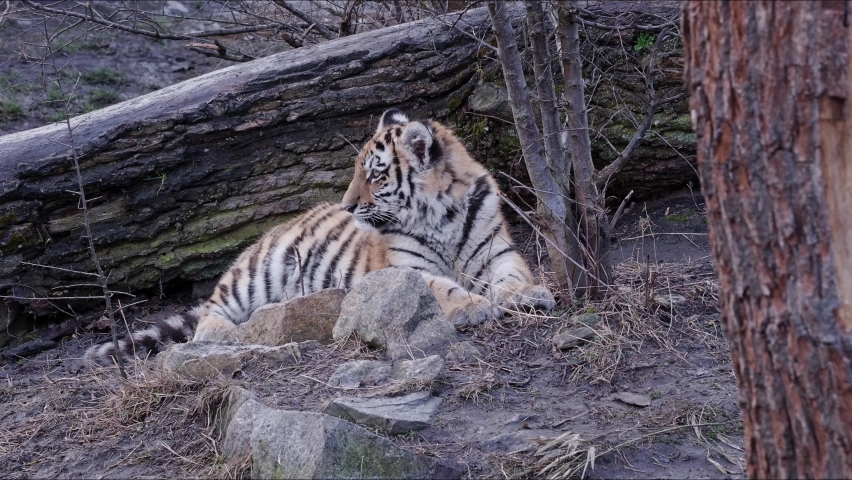 Cute siberian tiger cub, Panthera tigris altaica