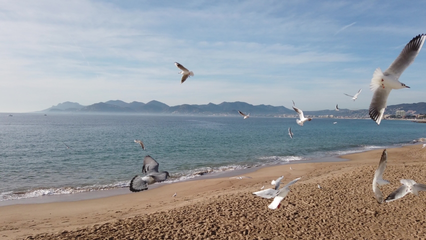 Swarm of seagulls and gulls with calls and sounds in the beach of Cannes France on Mediterranean Sea located in French Riviera with a beautiful sunny weather and blue sky Royalty-Free Stock Footage #1084952134