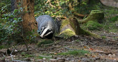 European badger, Meles meles, in colorful mixed forest. Hungry badger sniffs about food in moss and rotten stump. Beautiful black and white striped forest beast. Cute animal, nature habitat. Wildlife.