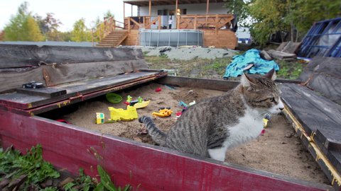 A grey and white cat is peeing or pooping in the sandpit full of sand and colorful sand forms. Homeless cat is using a candpit as a toilet