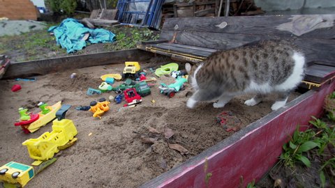 A grey and white cat is burying feces after peeing or pooping in the sandpit full of sand and colorful sand forms. Homeless cat is using a candpit as a toilet