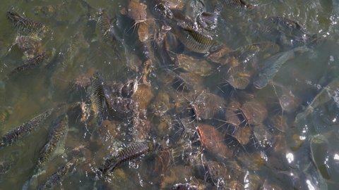 Fish group in water of pond for feeding, feeding fish to eating food in river, catfish and carpfish under water open mouth to eat bread in animals farm, many tilapia water animals, close up view 