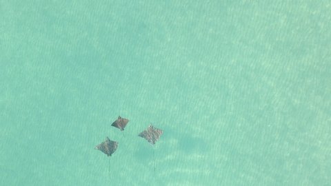 Aerial: Spotted Eagle Rays demonstrate dynamic flight in clear ocean