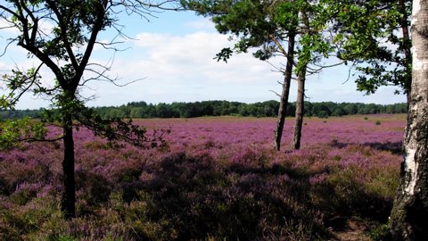 Aerial view of veluwe national park netherlands scenic blooming heather colourful purple red field, drone flying between trees in nature