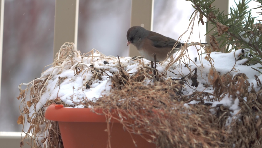 Dark-eyed Junco, pink-sided subspecies foraging in the garden box for food in the winter with snowflakes gentling falling