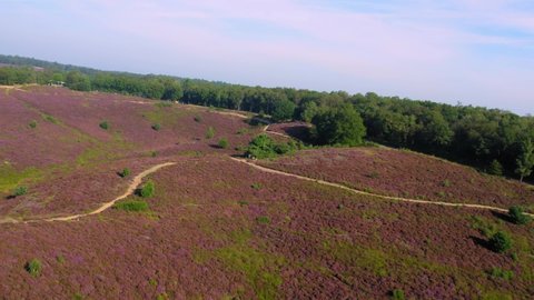 Aerial view of purple land field covered in blooming heather over the hill in veluwe national park netherlands