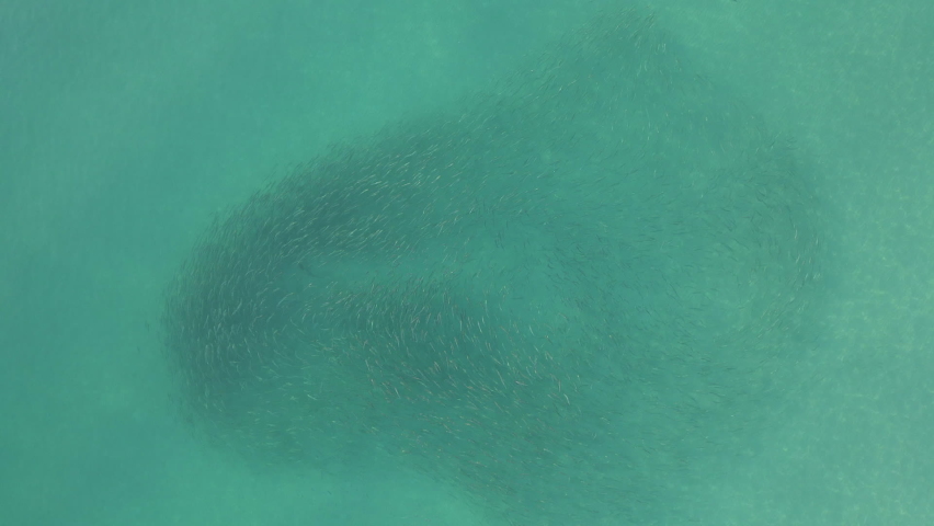 Aerial: Patrolling sharks herd school of Mullet into tight bait ball Royalty-Free Stock Footage #1084962859