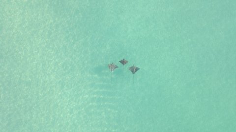 Wide turquoise aerial: Spotted Eagle Rays swim over sandy sea bottom
