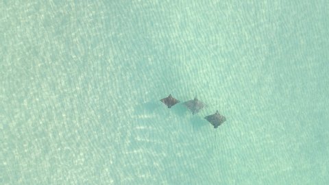 Spotted Eagle Rays swim in shallow clear water, seen from above
