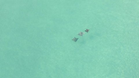 Wide aerial of three Spotted Eagle Rays swimming in shallow clear sea