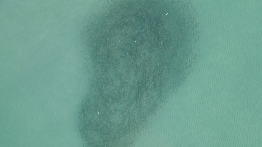 Ascending aerial reveals large Mullet bait ball in shallow clear water Royalty-Free Stock Footage #1084963738