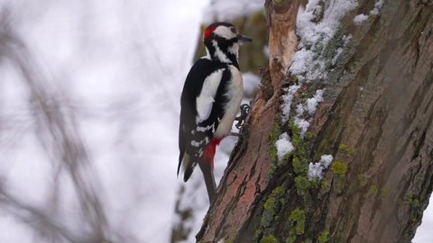 A spotted woodpecker pounds a pinecone on a tree