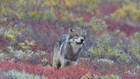 Young wolf trying to decide whether to go off or wait for the pack. Fall colors surround the pack.