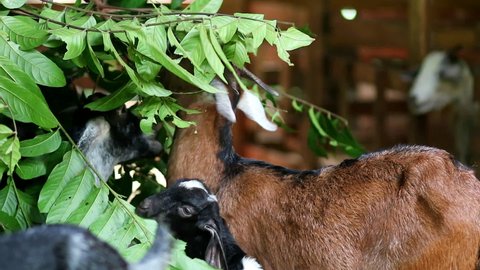 black nubian goat eating leaves on the farm