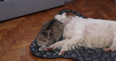 Cat and dog are sleeping together. Dog and cat  friendship at home . Pets friendship and love cat and dog. 