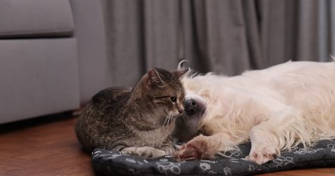 Cat and dog are sleeping together. Dog and cat  friendship at home . Pets friendship and love cat and dog. 