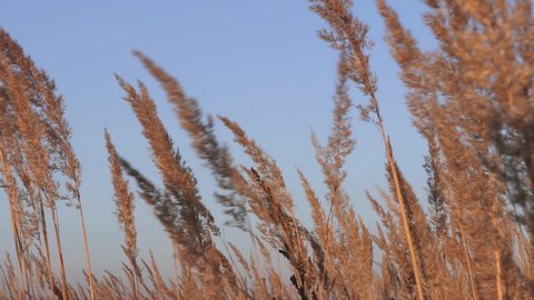 Dry branches of reeds against the blue sky are moving in the wind. Natural background with plants of beige color in a minimal composition.
