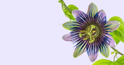 Timelapse of passion flower blooming on light background. Sedative medicinal plant.  Wedding backdrop, Valentines Day concept. Holiday design backdrop with place for text. Congratulation banner