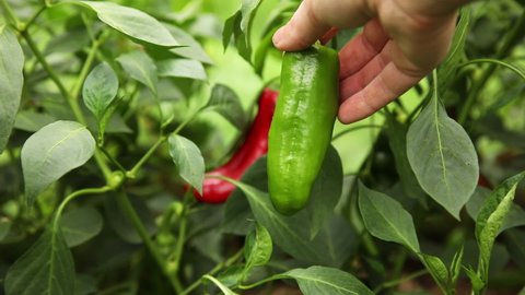 Gardening and agriculture concept. Female farm worker hand harvesting green and red fresh ripe organic bell pepper in garden. Vegan vegetarian home grown food production. Woman picking paprika pepper