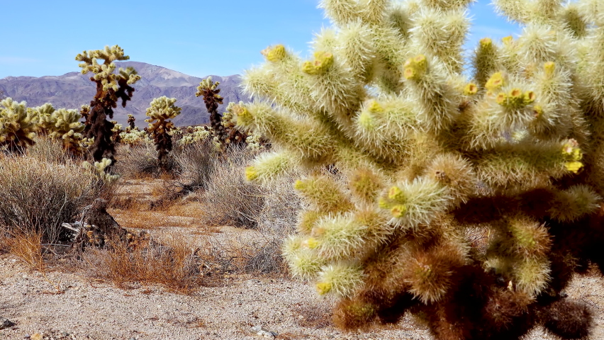 Teddy bear cholla (Cylindropuntia bigelovii). Cholla Cactus Garden at Joshua Tree National Park. California