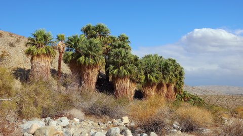 Palm trees rise in the desert at Thousand Palms Oasis near Coachella Valley Preserve. Villis palms oasis.  California