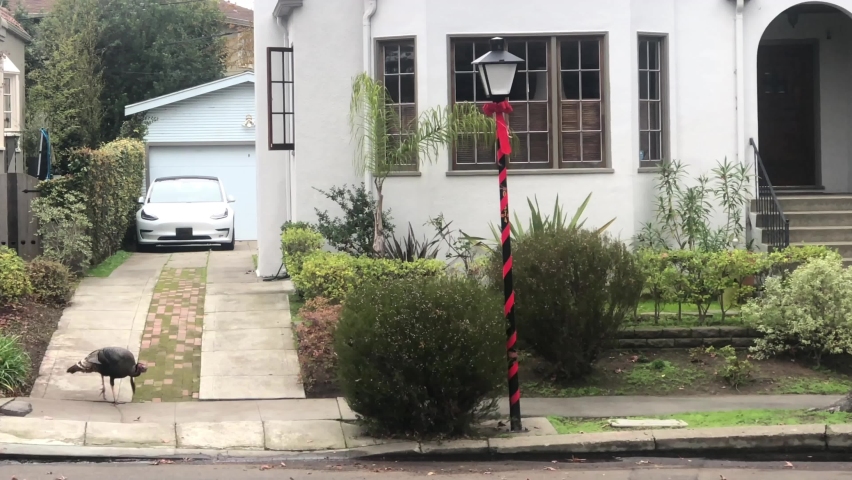 4K HD video of two juvenile wild turkey  searching for food in an urban neighborhood, walking down the sidewalk.
