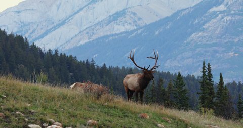 Bull elk in rut on hillside calls for female. Second elk nearby, mountains in background.