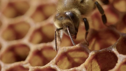 VERTICAL - Worker bee peeks inside a honeycomb of a beehive, detail shot