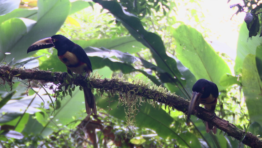 Collared aracari (Pteroglossus torquatus) perched on branch while raining.