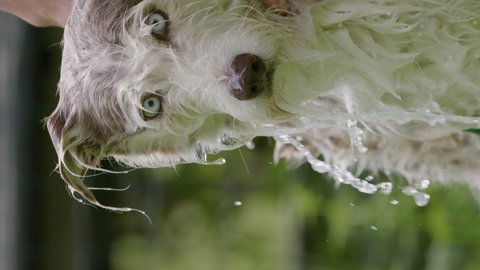 VERTICAL - Washing the family dog, a husky-bearded collie on a summers day