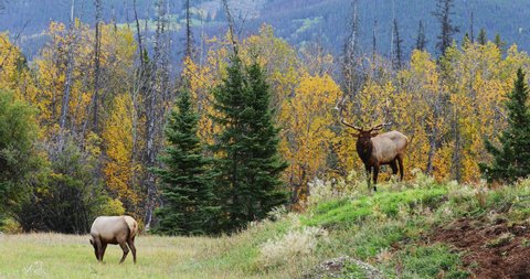 Bull elk stands on small hill bugling while female elk grazes in meadow below.