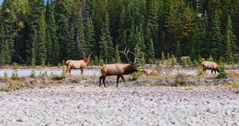 Bull elk in rut with giant antlers walking amongst female elk, Alberta Canada