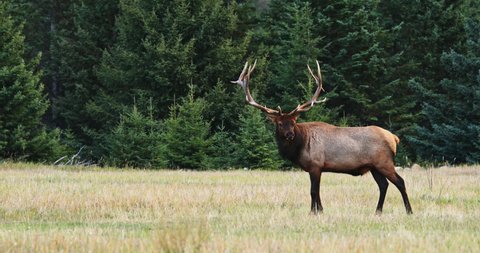 Bull elk with giant antlers stand alone on grass field, pine trees in background