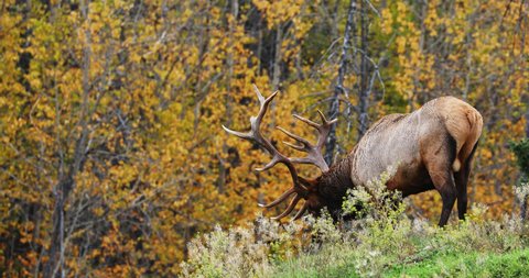 Bull elk in rut looking for food outdoors, then shaking head. Surrounded by yellow autumn tree leaves