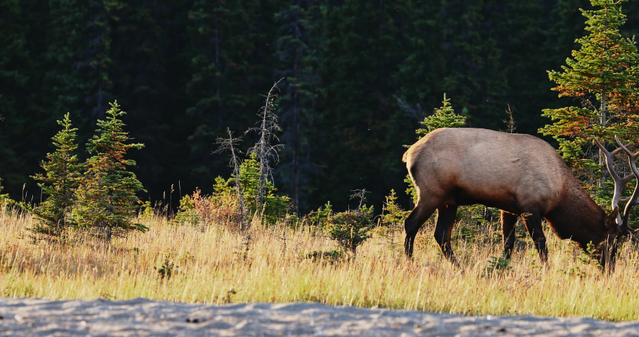 Bull elk sit down on grass for a rest, pine trees in background. Alberta Canada