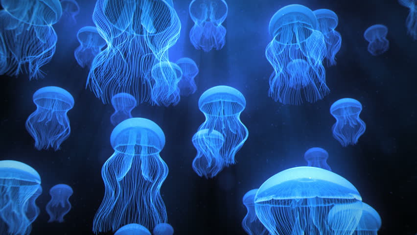 Jellyfish Ascending  Royalty-Free Stock Footage #1084978