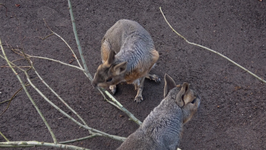 Patagonian mara, Dolichotis patagonum eating branch close up