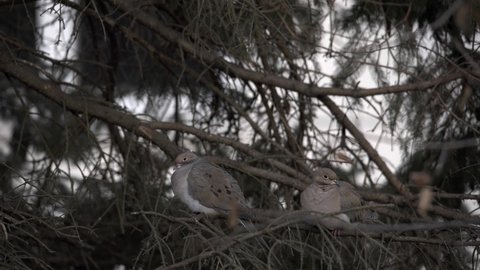 Close up from two turtle doves sitting on tree