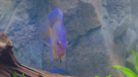 Close up view of blue diamond discus cichlids fish  swimming in aquarium. Tropical fishes. Hobby concept. Sweden.